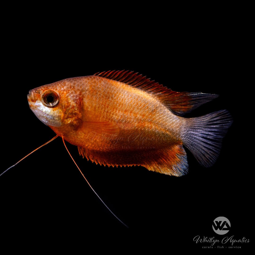 Red Honey Gourami - Trichogaster chuna