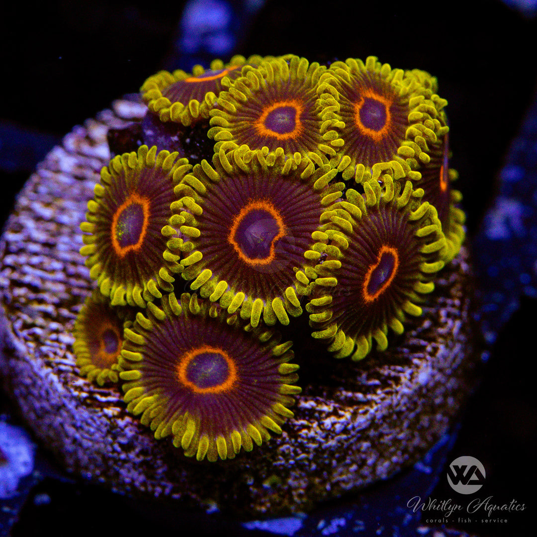 Yellow Hornet Zoanthids (Aquacultured)