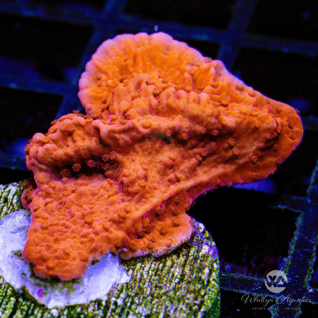Red Monti Cap