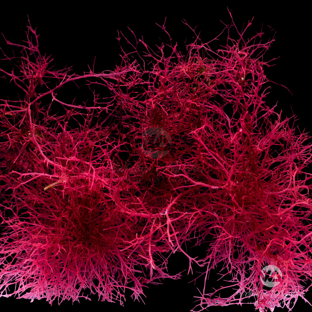 Red Ogo Gracilaria Macroalgae - Gracilaria parvispora