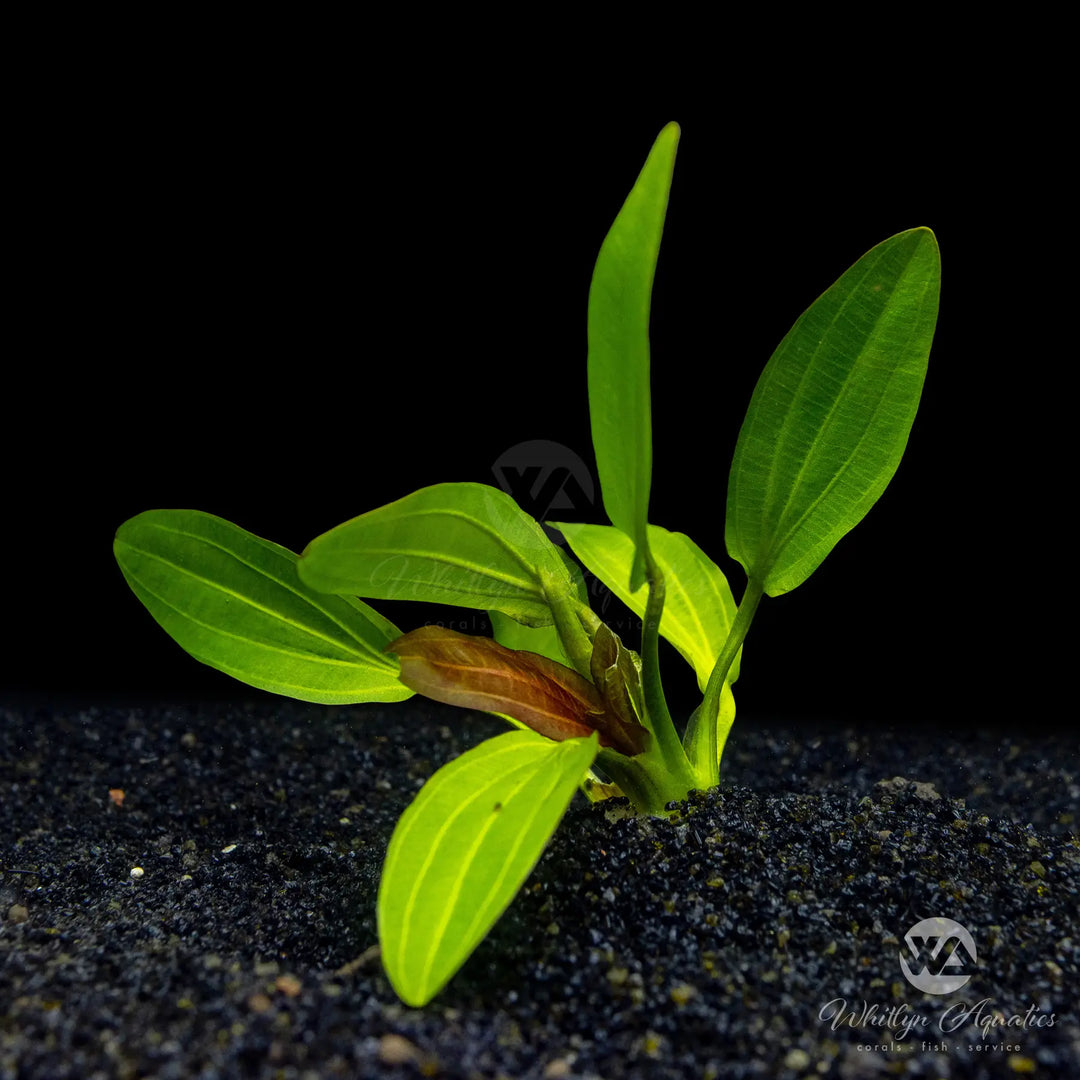Red Rubin Sword - Echinodorus red rubin
