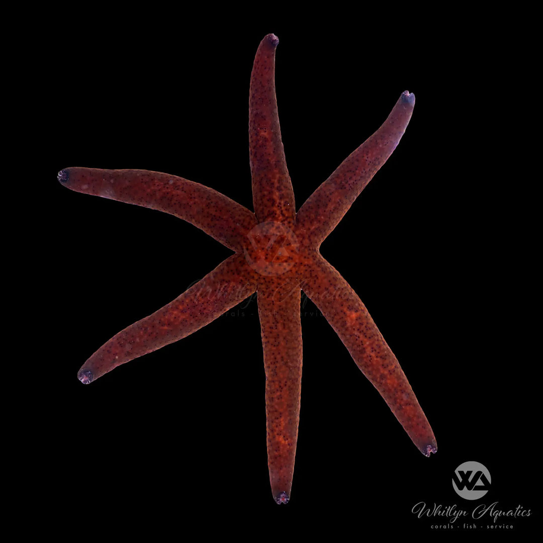 Red Starfish - Echinaster purpureus
