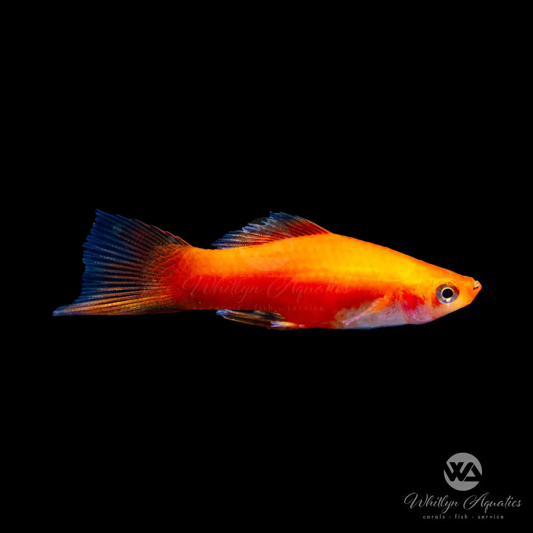 Red Swordtail - Xiphophorus helleri