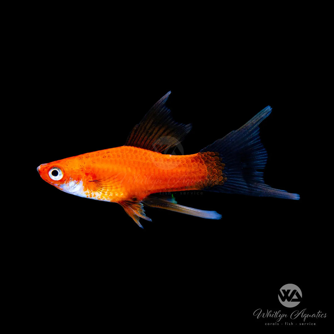 Red Wag Swordtail - Xiphophorus helleri
