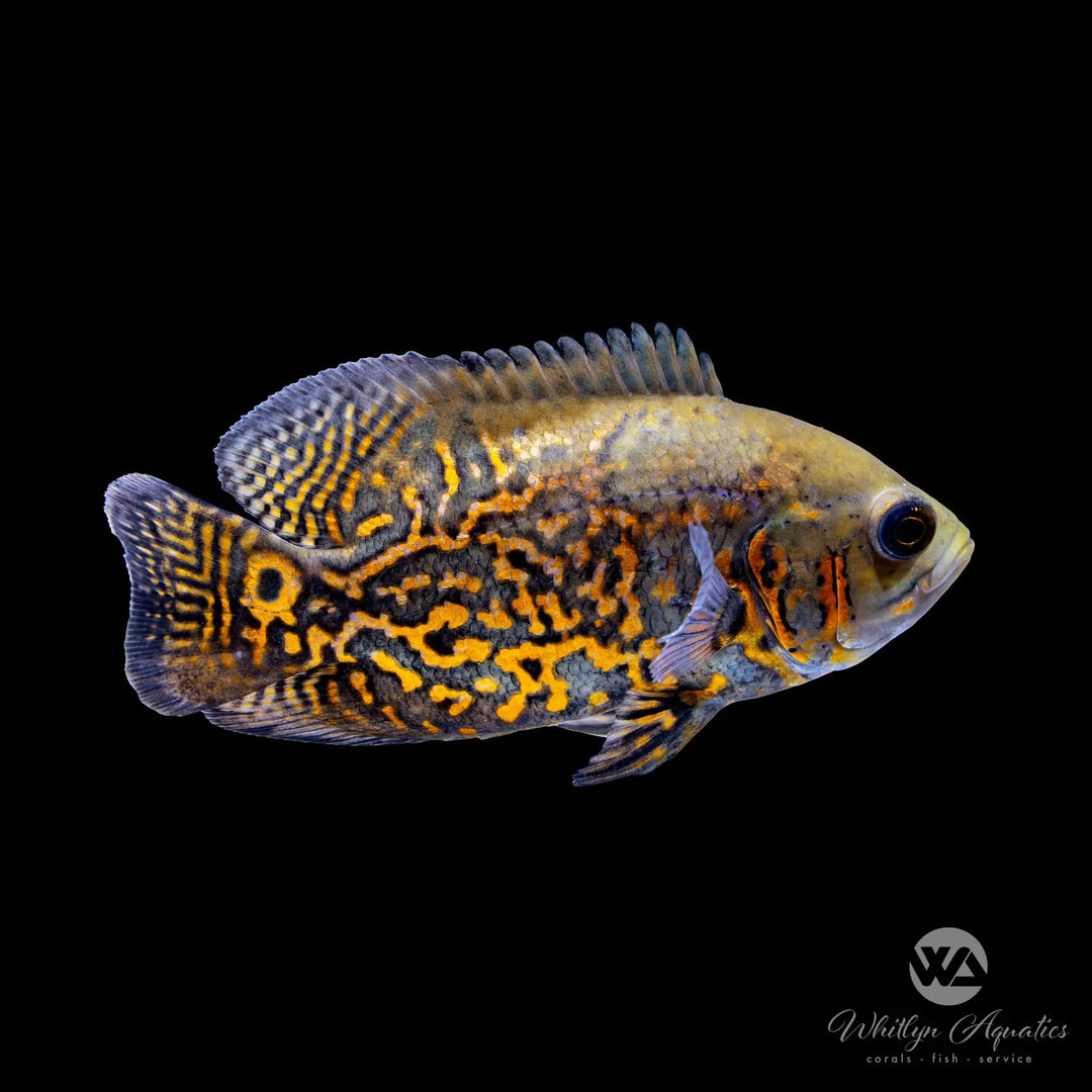 Red Tiger Oscar - Astronotus ocellatus