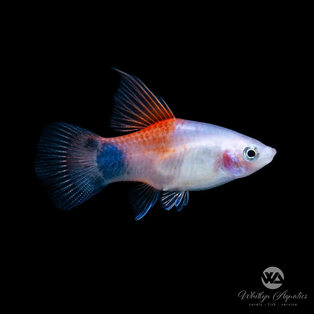 Red & White Moon Platy - Xiphophorus maculatus