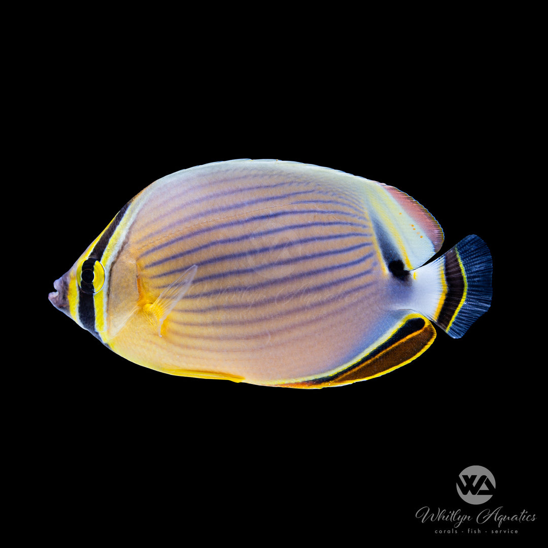 Redfin Oval Butterflyfish - Chaetodon lunulatus