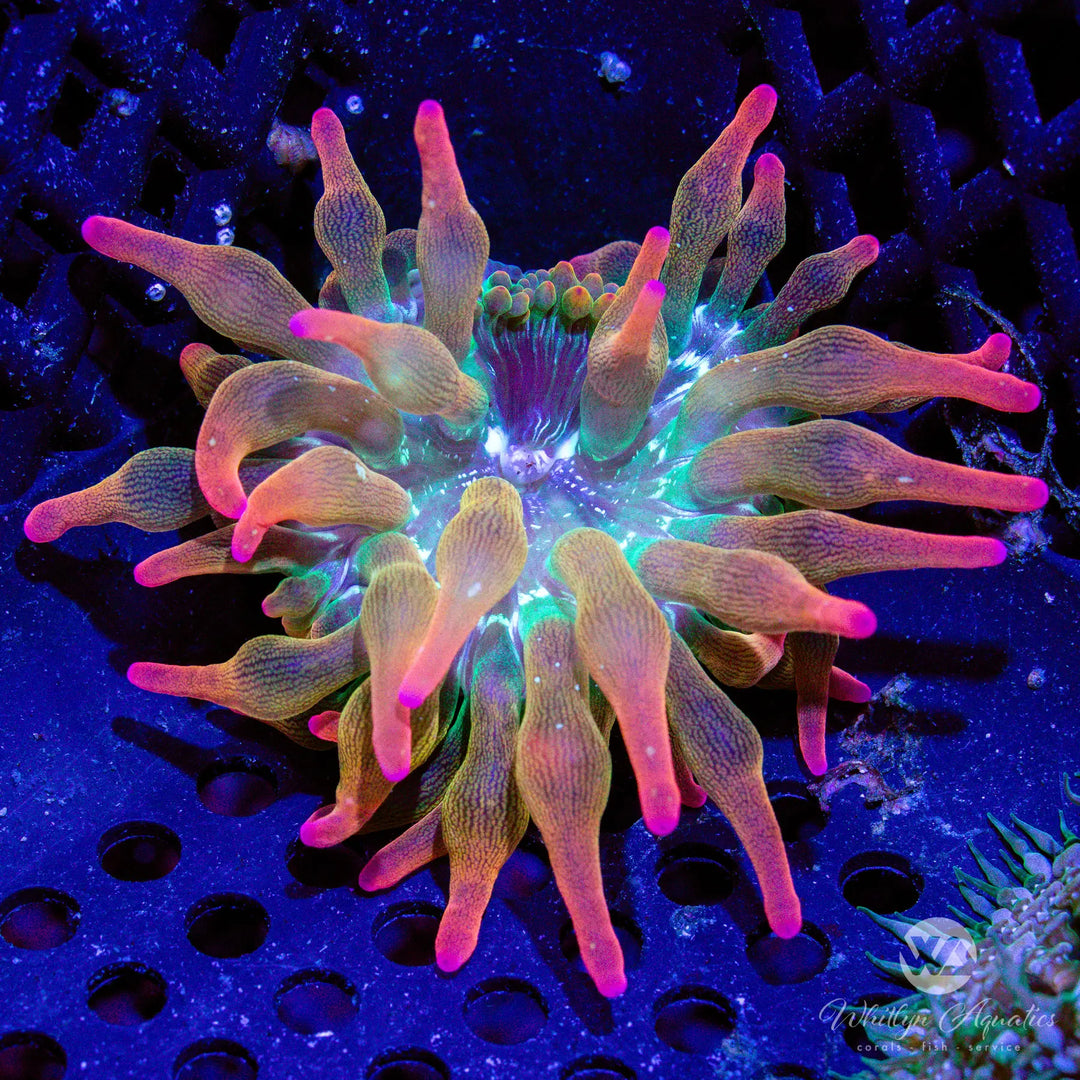 Rose Bubble Tip Anemone - Entacmaea quadricolor