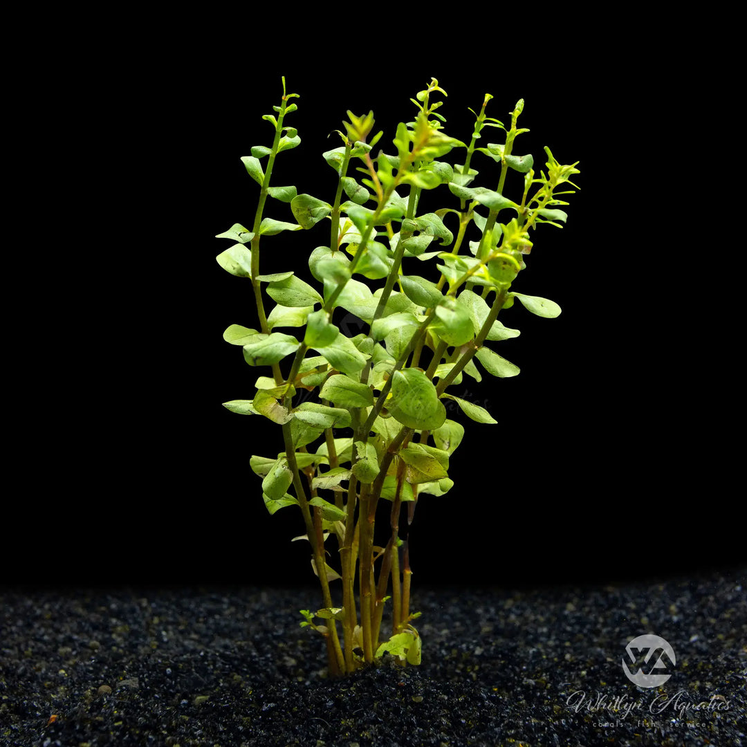 Rotala Blood Red