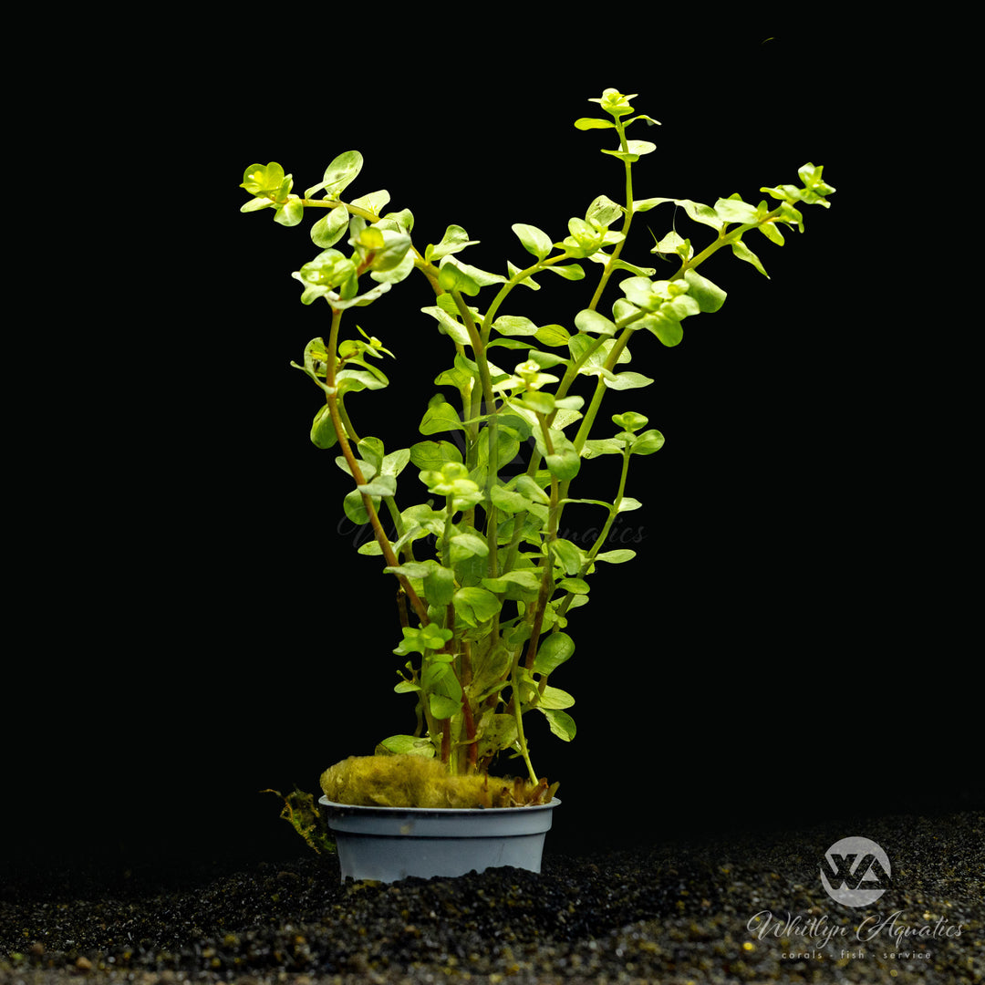 Rotala Rotundifolia