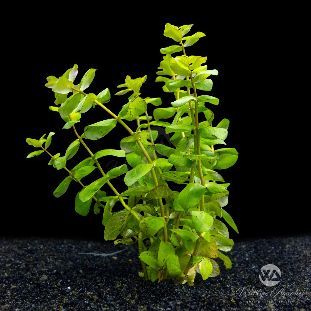 Rotala macrandra 'Green'