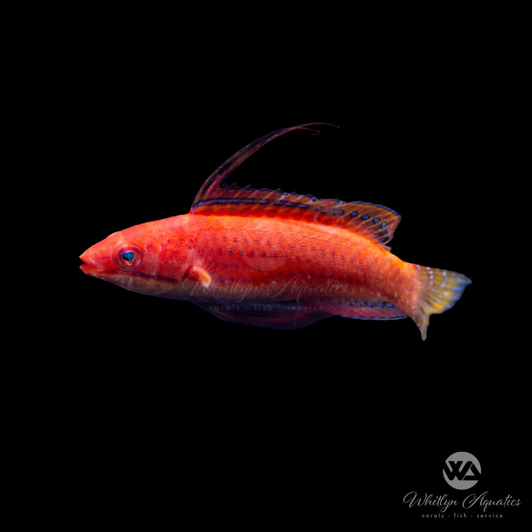 Ruby Longfin Fairy Wrasse - Cirrhilabrus rubeus