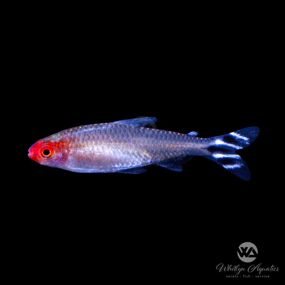 Rummynose Tetra - Hemigrammus rhodostomus"