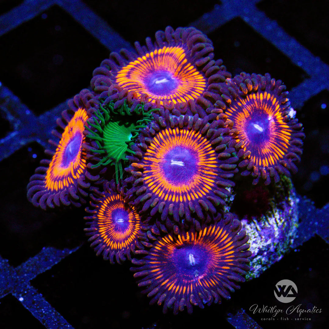 (S1) Armageddon Zoa - WYSIWYG