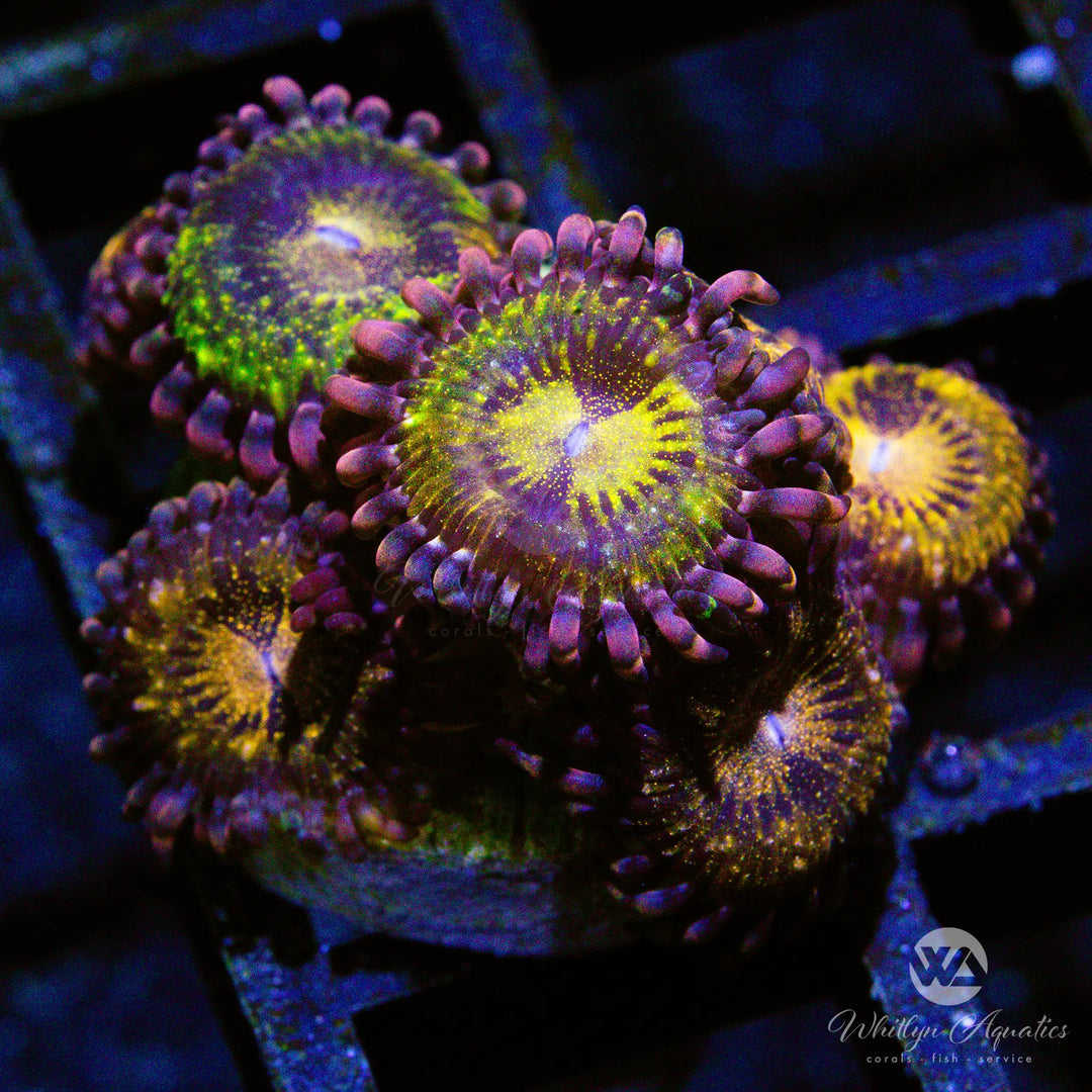 (S6) Pandora Zoa - WYSIWYG
