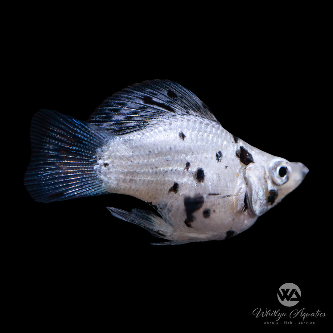 Sailfin Dalmation Balloon Molly - Poecilia velifera