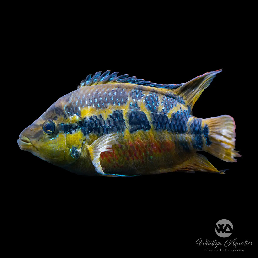 Salvini Cichlid - Cichlasoma salvini