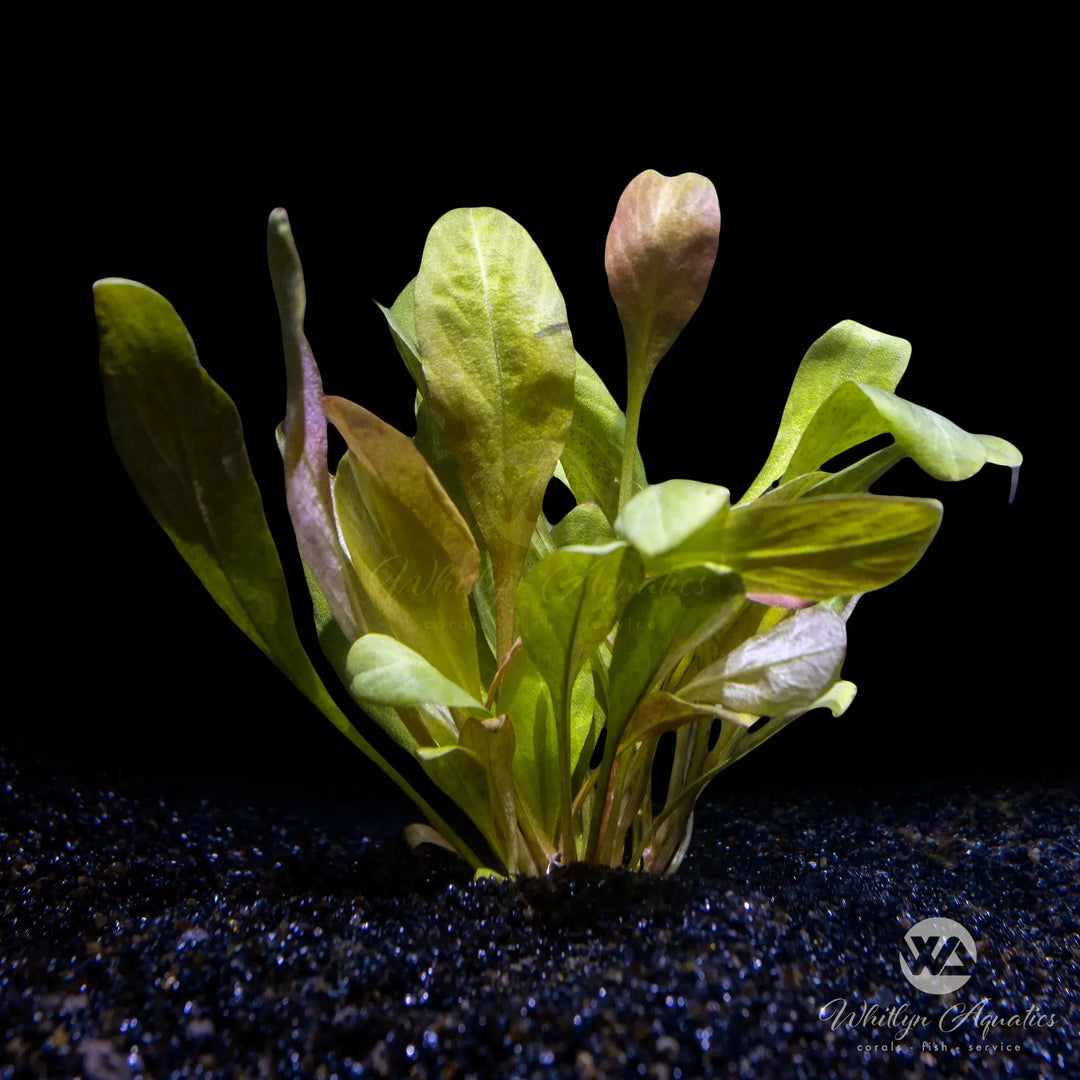Samolus parviflorus red