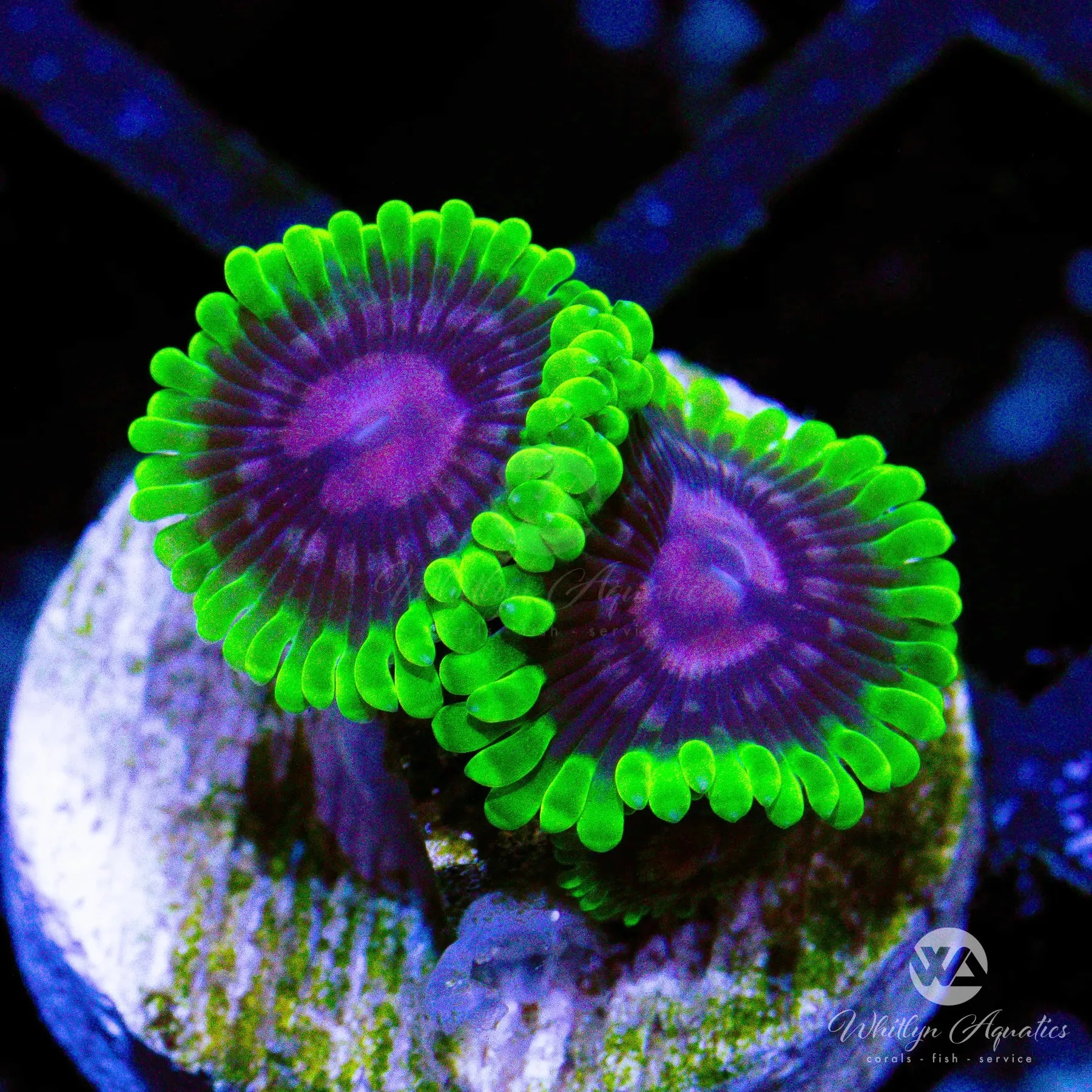 ScarletFeverZoa.webp?v=1753818592