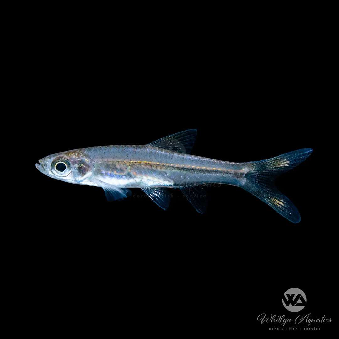 Scissortail Rasbora - Rasbora trilineata