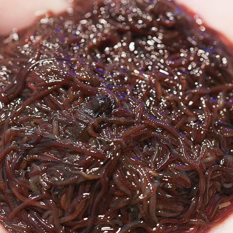 Live Blackworms - approx 1.5 ounces