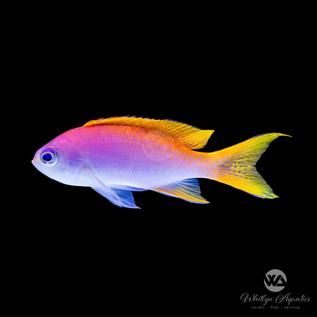 Scribbled Anthias - Pseudanthias bimaculatus
