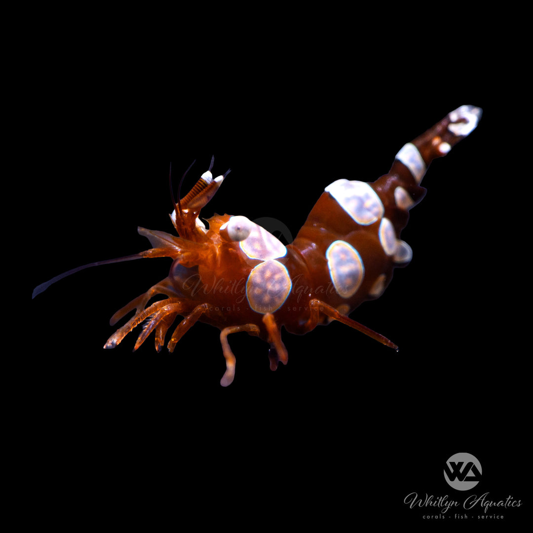 Sexy Shrimp - Thor amboinensis