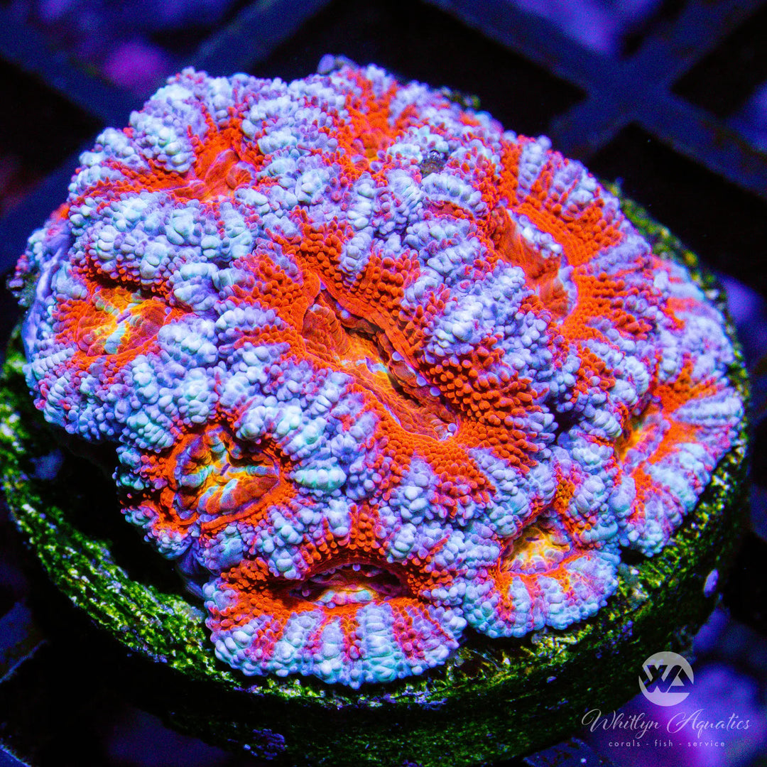 (R5) WA Frosted Acan - WYSIWYG