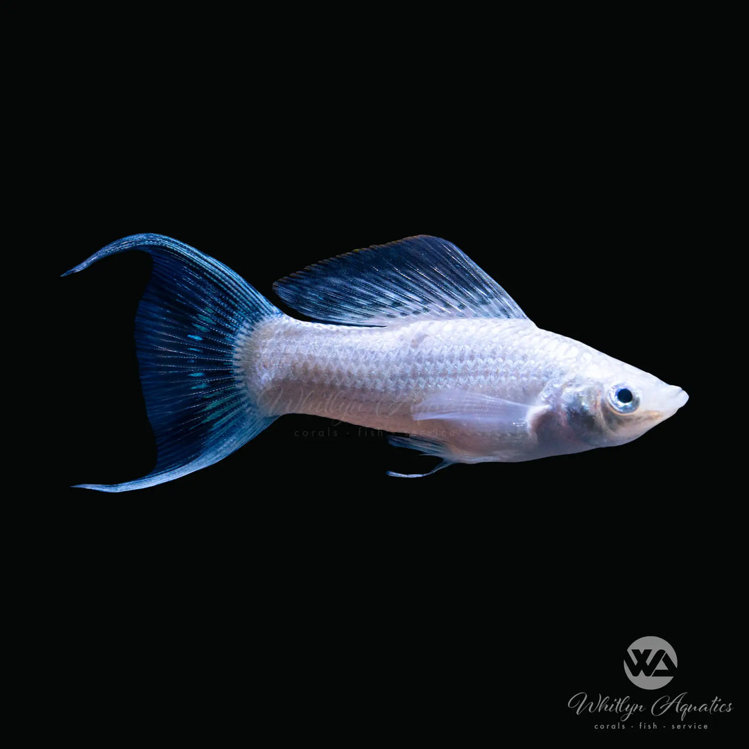 Silver Sailfin Molly - Poecilia latipinna