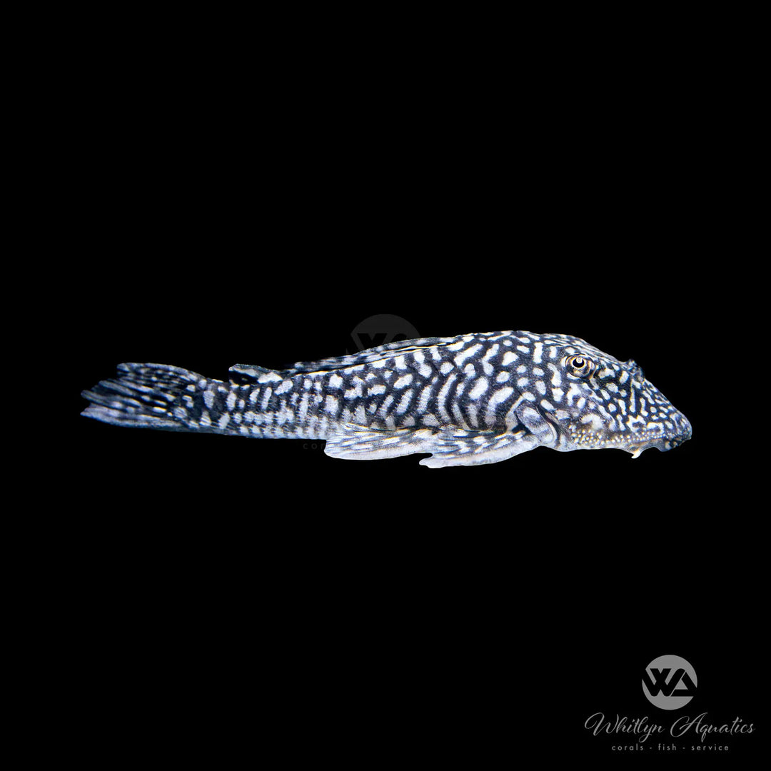 Slate Pleco - Pseudancistrus genisetiger