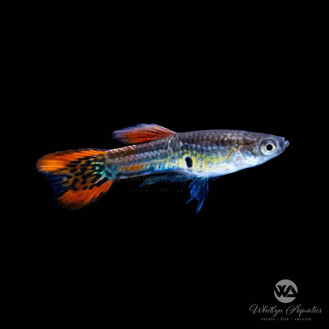 Snakeskin Red Double Sword Guppy - Poecilia reticulata