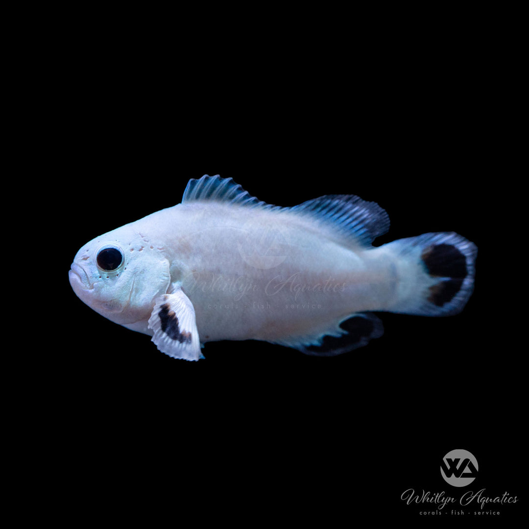 Snow Storm Clownfish - Amphiprion Ocellaris
