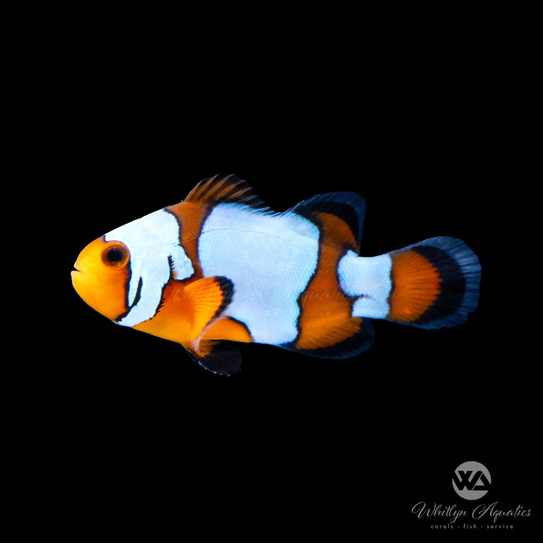 Snowflake Clownfish - Amphiprion Ocellaris