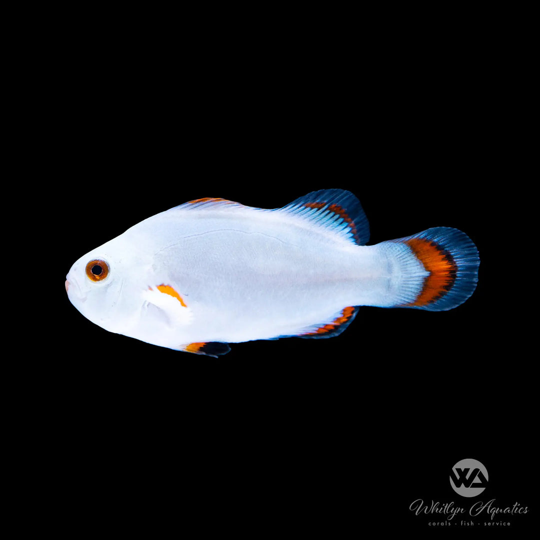 Solar Storm Clownfish - Amphiprion Ocellaris