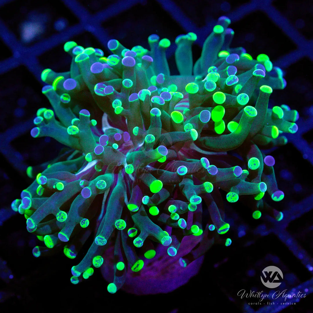 Splatter Branching Hammer - WYSIWYG