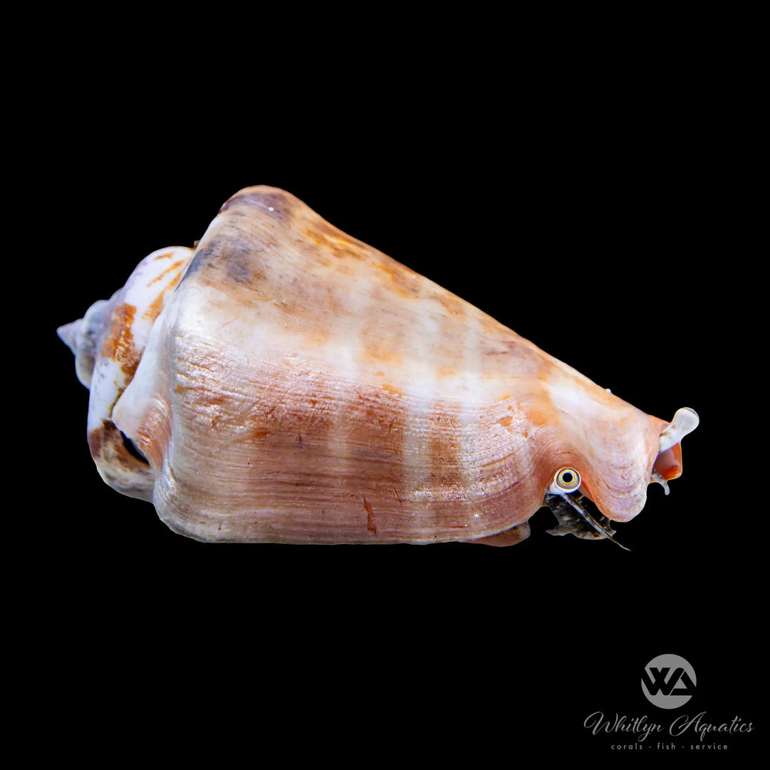Strawberry Conch - Strombus luhuanus