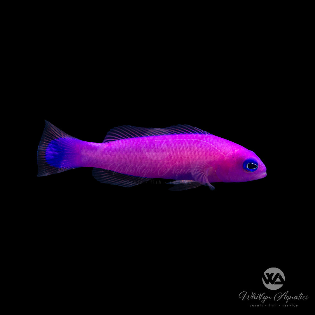 Strawberry Pseudochromis - Pictichromis porphyreus