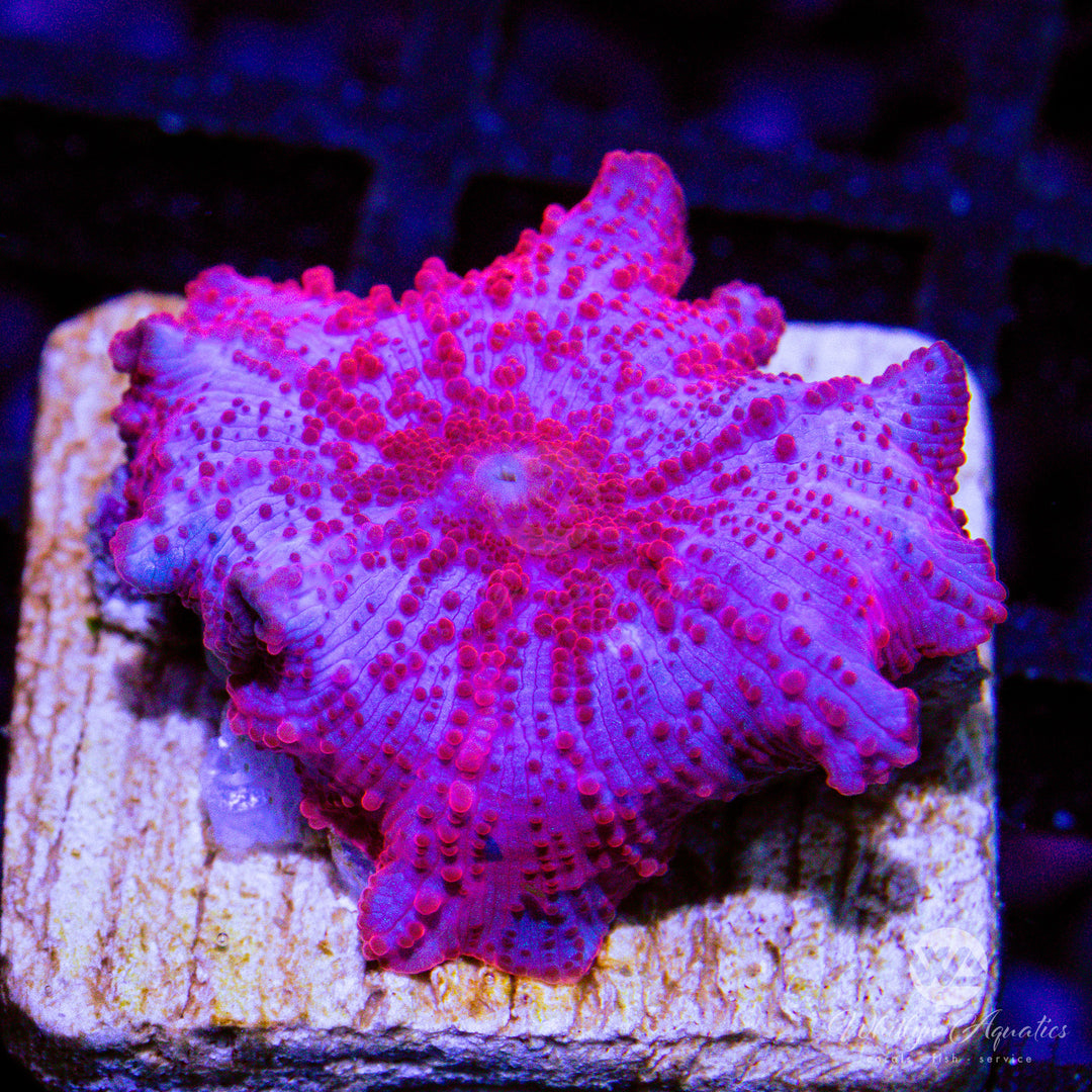 Stripper Lips Mushroom
