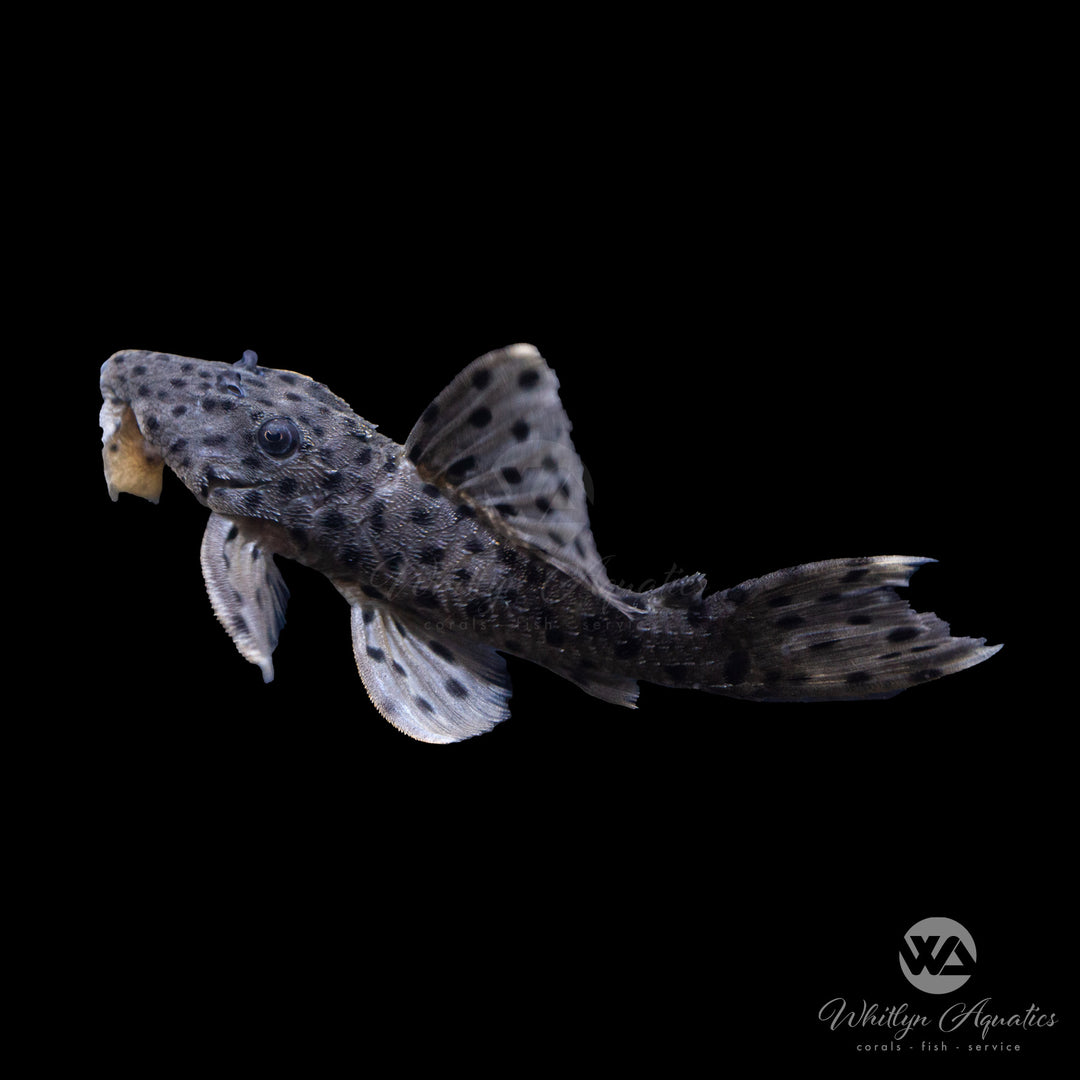 Sultan Pleco L264 (Leporacanthicus Joselimai)