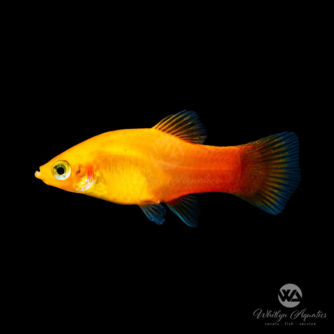 Sunburst Platy - Xiphophorus maculatus var.