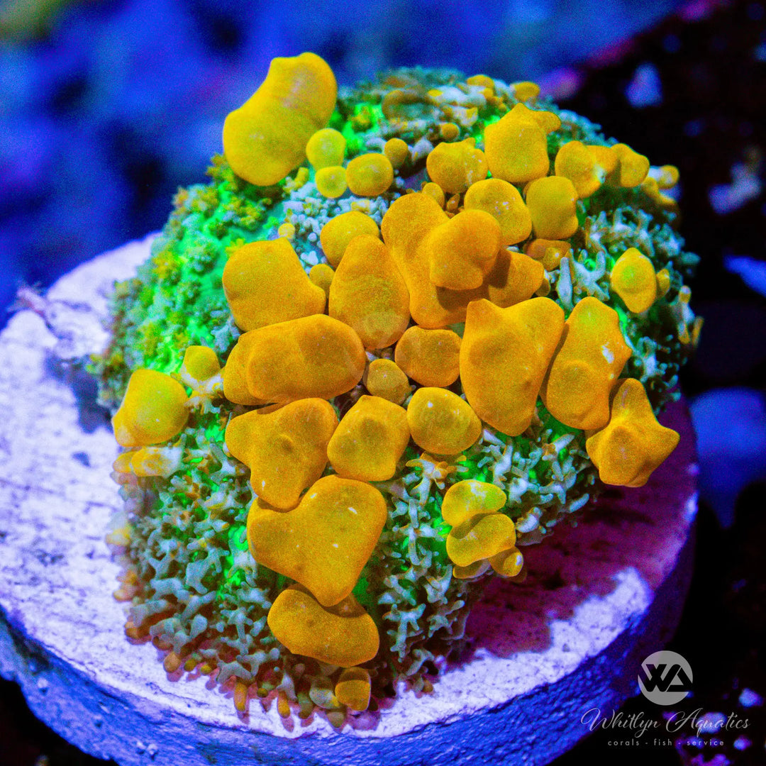 B6 - Sunkist Bounce Mushroom - WYSIWYG
