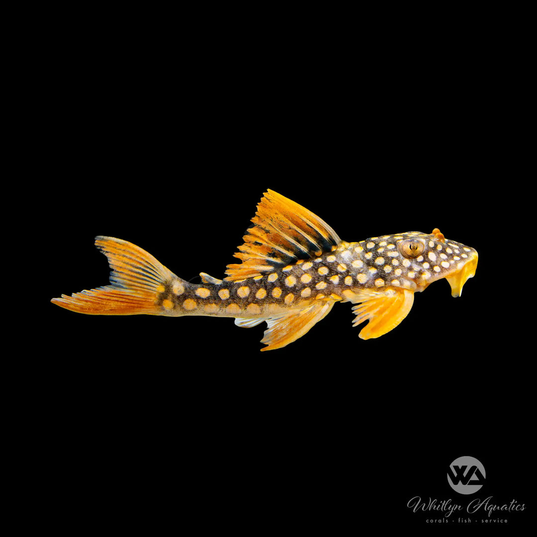 Sunshine Pleco - L014 - Scobinancistrus aureatus
