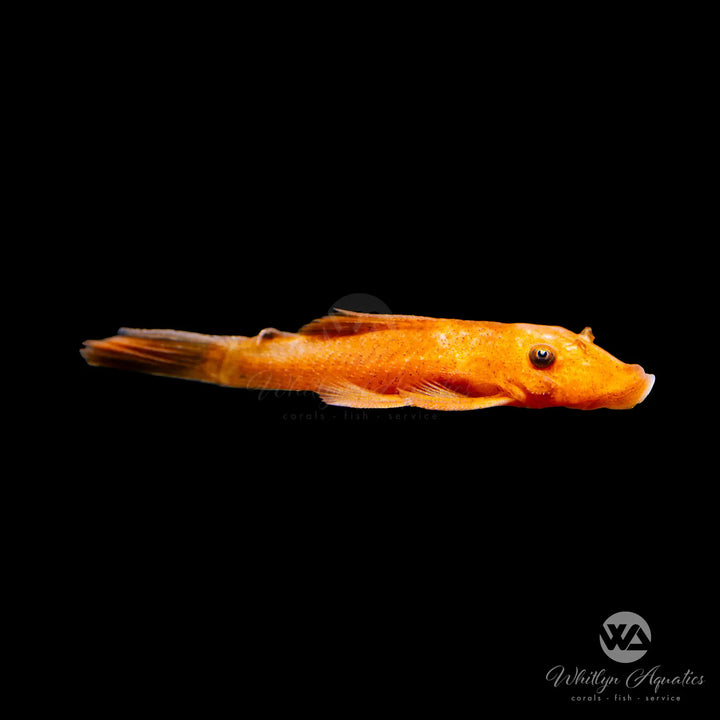 Super Red Bristlenose Pleco - Ancistrus cirrhosus