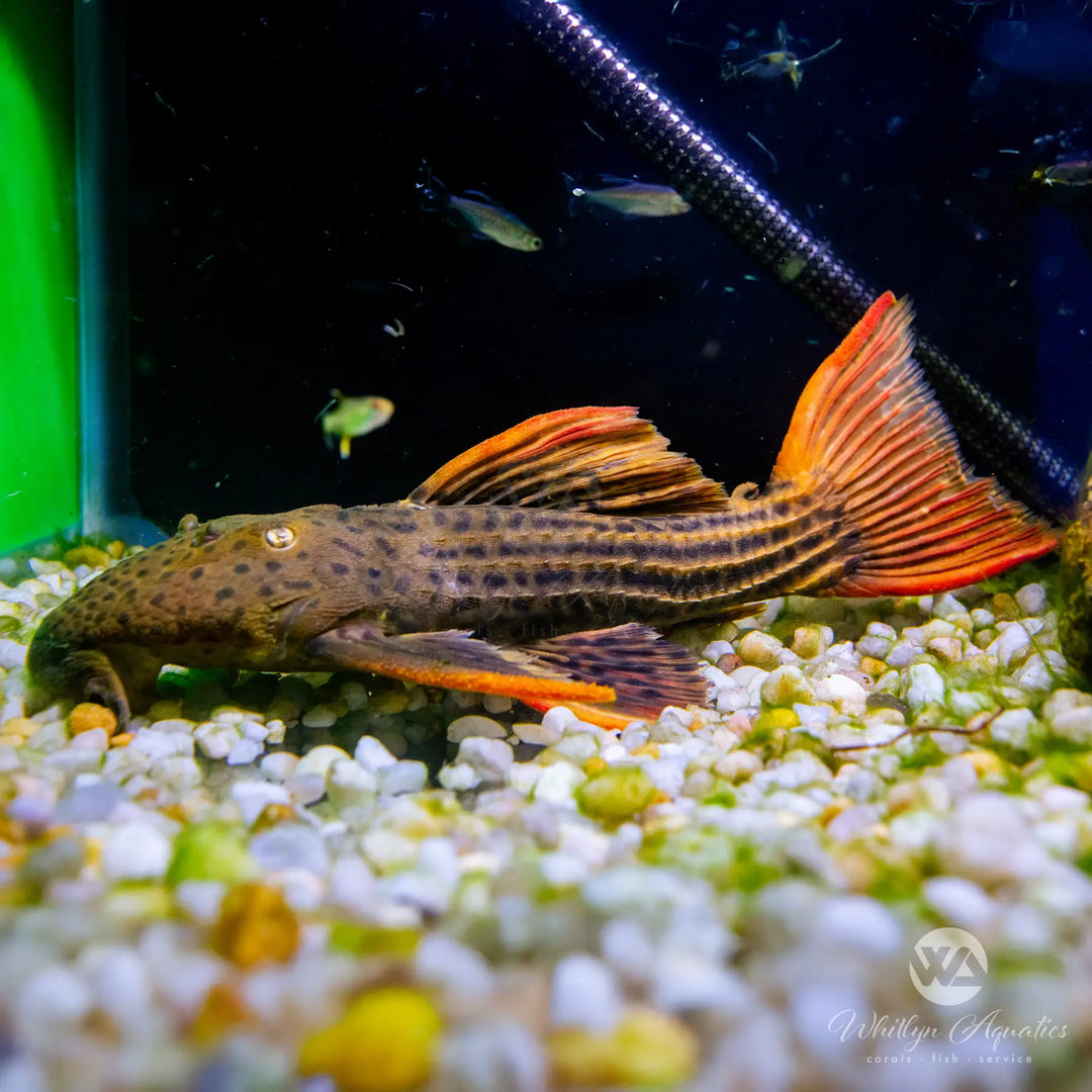Super Red Sailfin Pleco - L025 - Pseudacanthicus pirarara - WYSIWYG