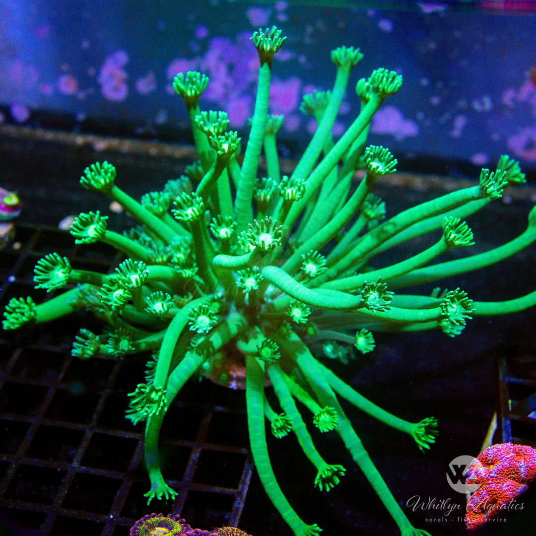 (T4) WA Green Lantern Goni Colony - WYSIWYG