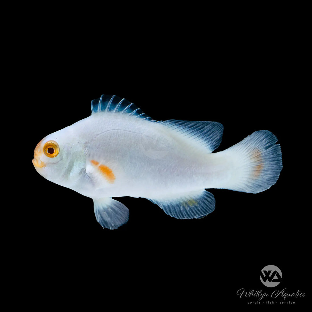 Tangerine Maine Blizzard Clownfish - Amphiprion Ocellaris