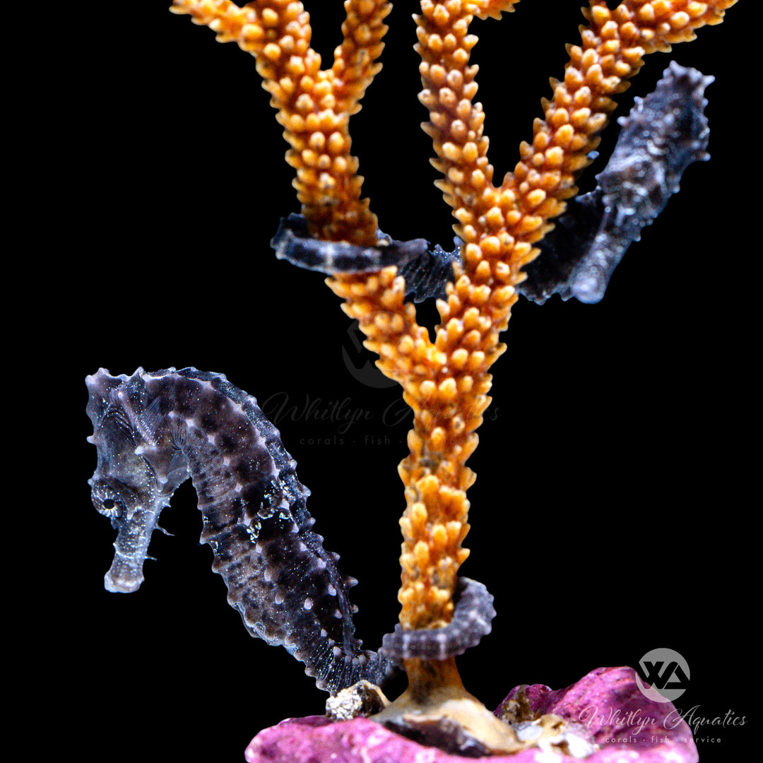 Tank Raised Lined Seahorse Pair - Hippocampus erectus