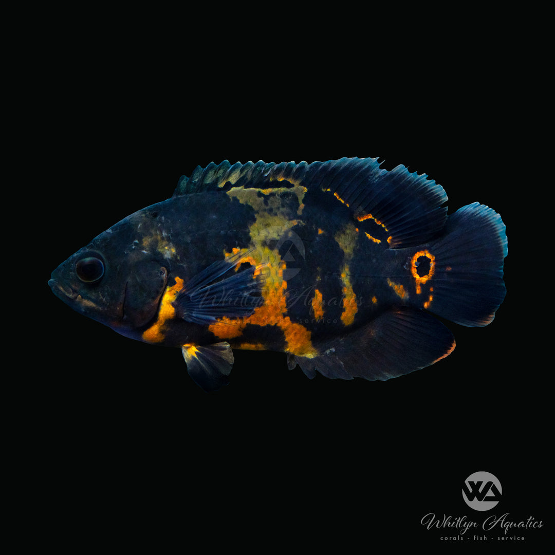 Red Tiger Oscar - Astronotus ocellatus