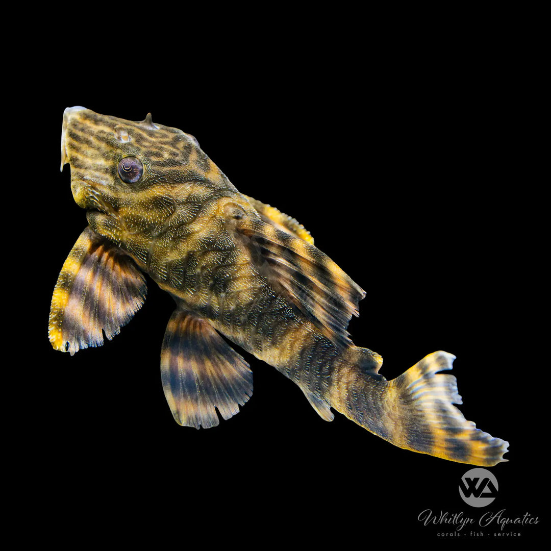 Tiger Pleco - L002 - Panaqolus tankei