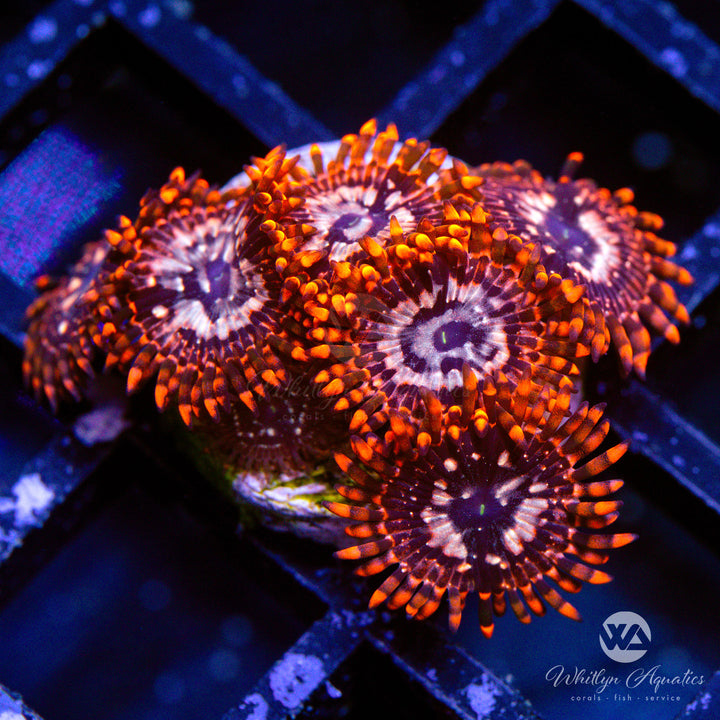 Utter Chaos Zoanthid (Aquacultured)